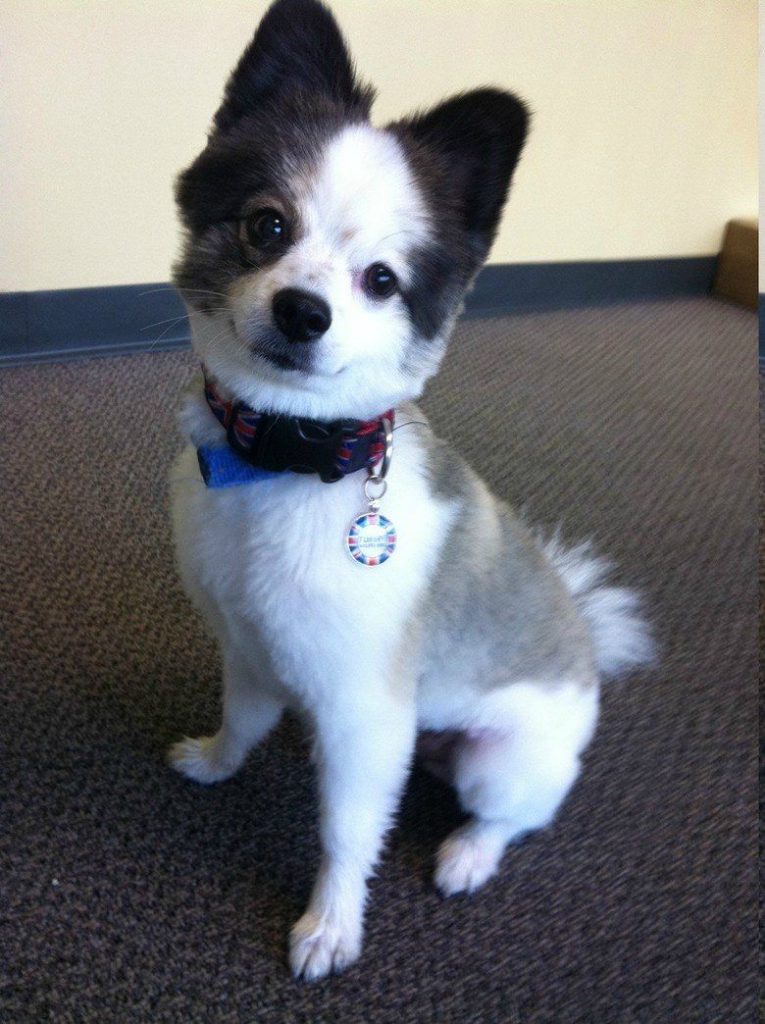 Husky-Mix mit Chihuahua