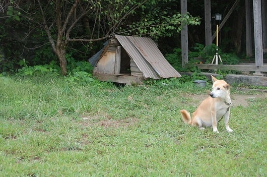 Shikoku dog