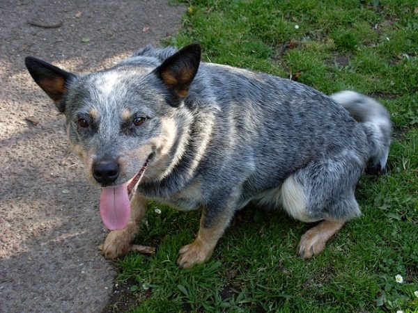 Cowboy corgi aka Corgi cattle dog - appearance & temperament