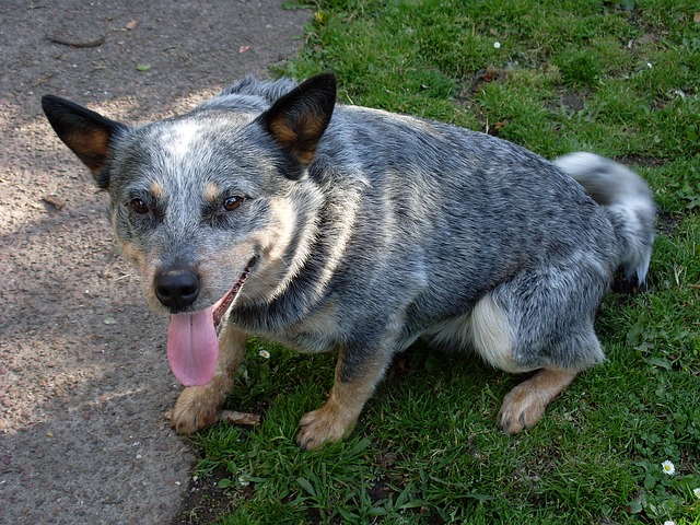 Queensland heeler