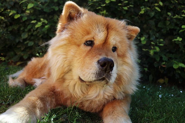 lion-dog-6-dogs-that-look-like-lions-your-dogs-world