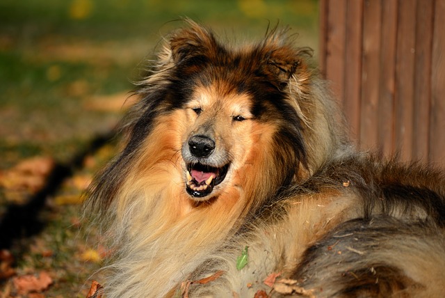 Rough Collie - Shepherd dog