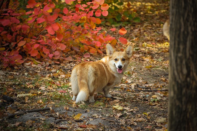 shave my corgi