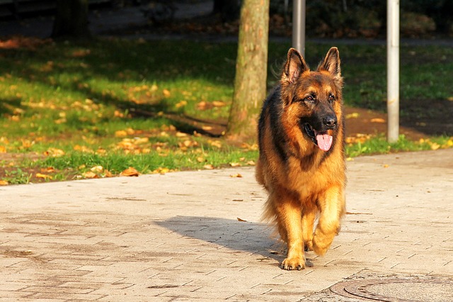 Easily breed German Shepherd | 7 Tips for breeding