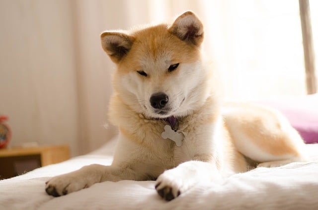 Japanese Akita