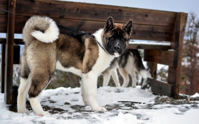 American Akita