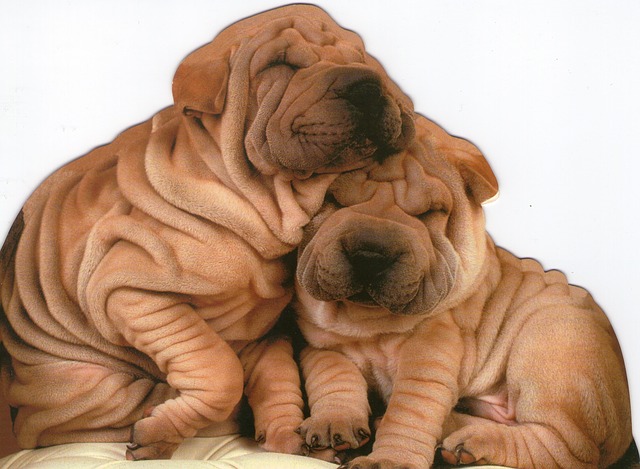 wrinkle dogs