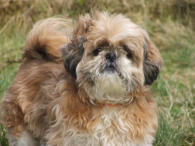 Hypoallergenic Shih Tzu