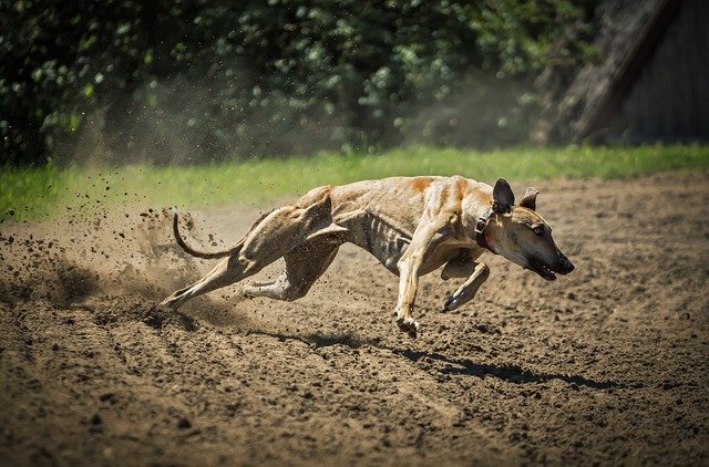 Greyhound - Fastest dog breed in the world