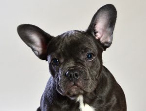 Beautiful Blue French bulldog | Temperament and other facts