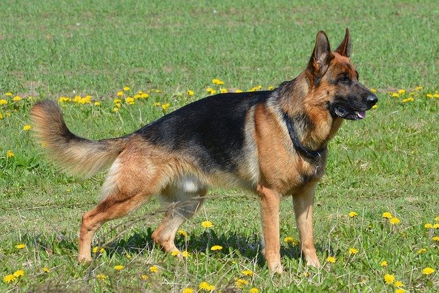 breeding german shepherd