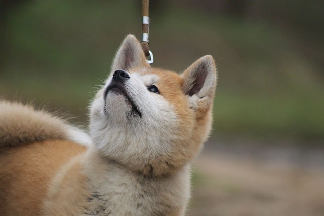 japanese akita bark