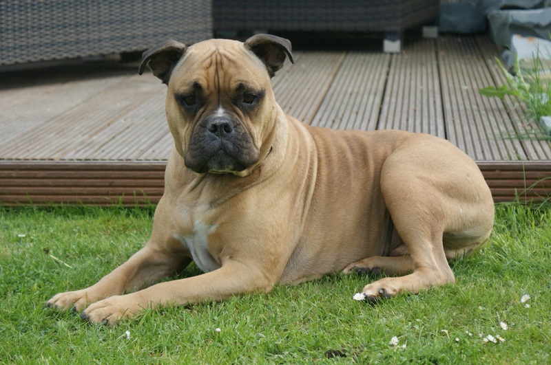 Bullmastiff