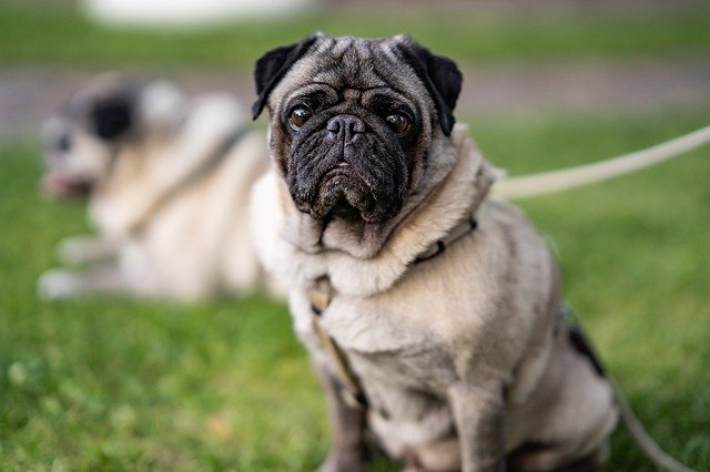 Can Pugs Eyes Pop Out? What To Do To Prevent It? - Your Dogs World