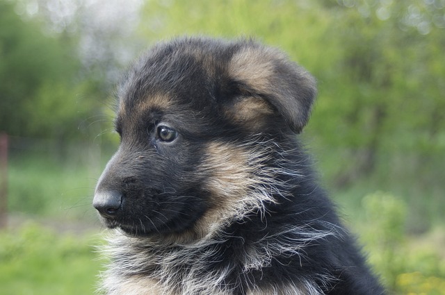 how-to-breed-german-shepherd-dogs-dog-discoveries