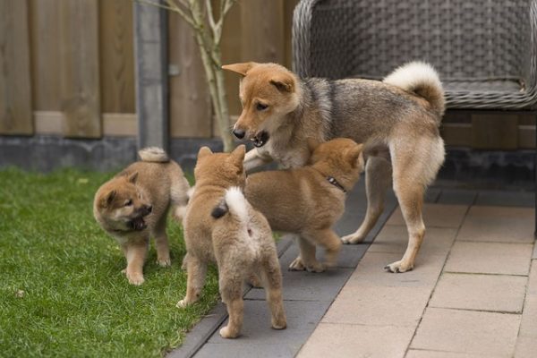 10 most popular Japanese dog breeds