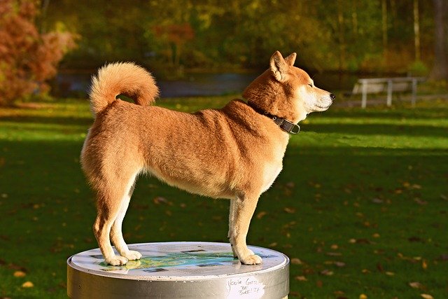 Shiba Inu - Popular Japanese dog breeds