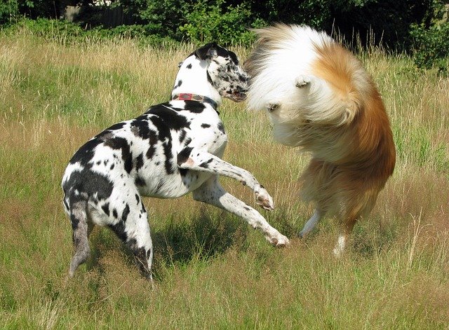 Harlequin Great Danes playing
