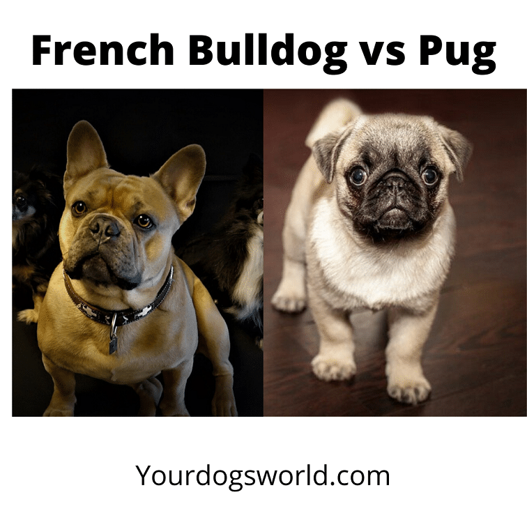 French Bulldog vs Pug
