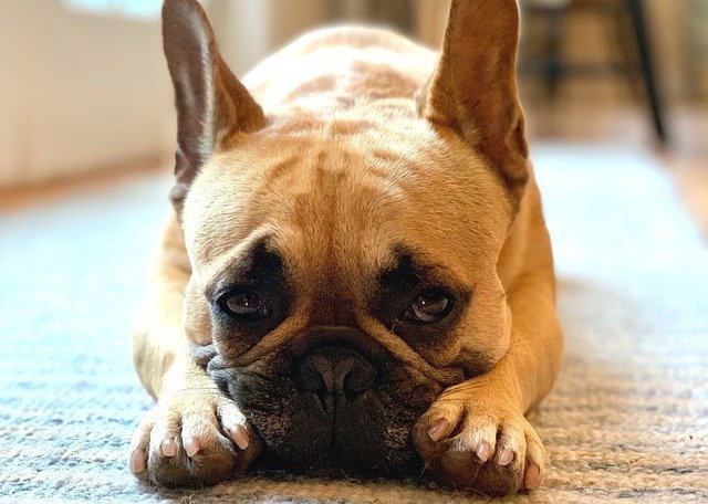 Pug vs French bulldog | Detailed guide - Your Dogs World