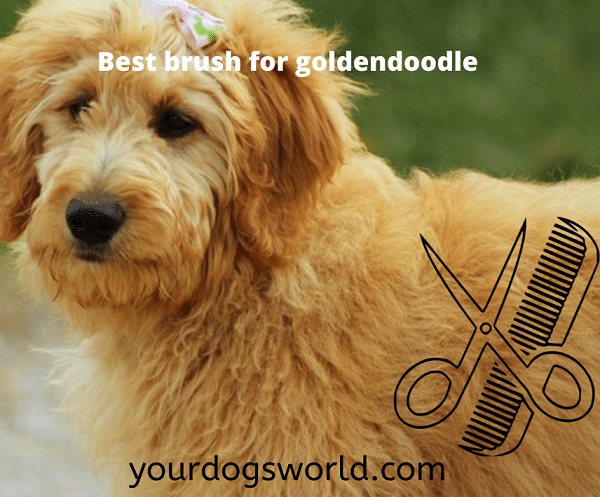 Best Brush for goldendoodle dogs