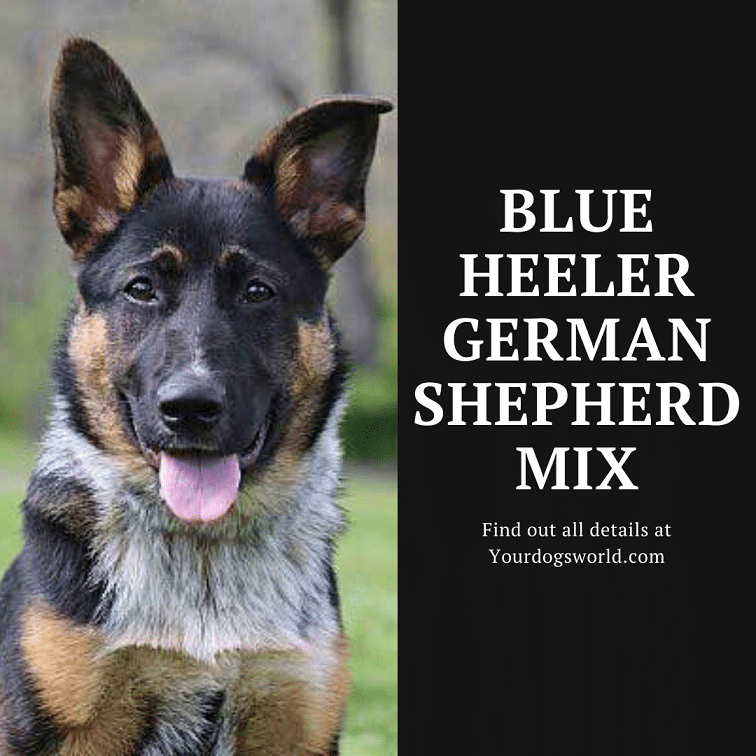 Blue Heeler German Shepherd mix