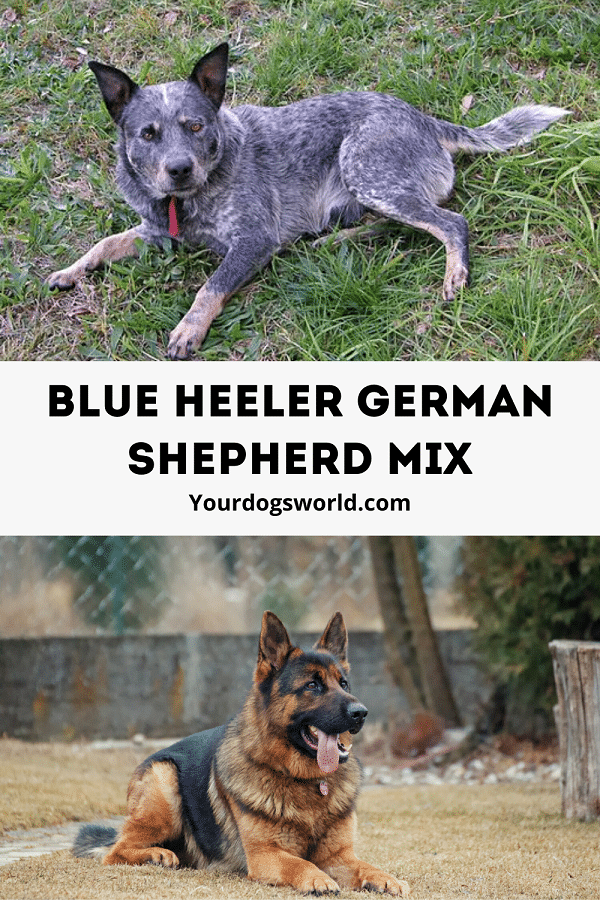 Blue Heeler German Shepherd mix