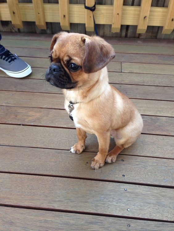 german shepherd puggle mix