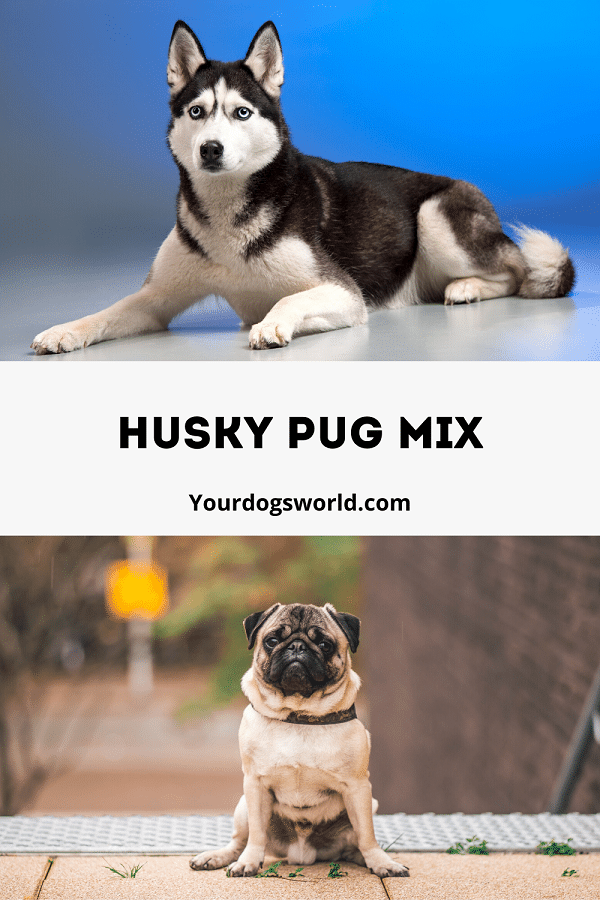 Husky Pug mix