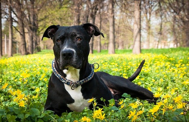 Rottweiler Pitbull Mix Grey