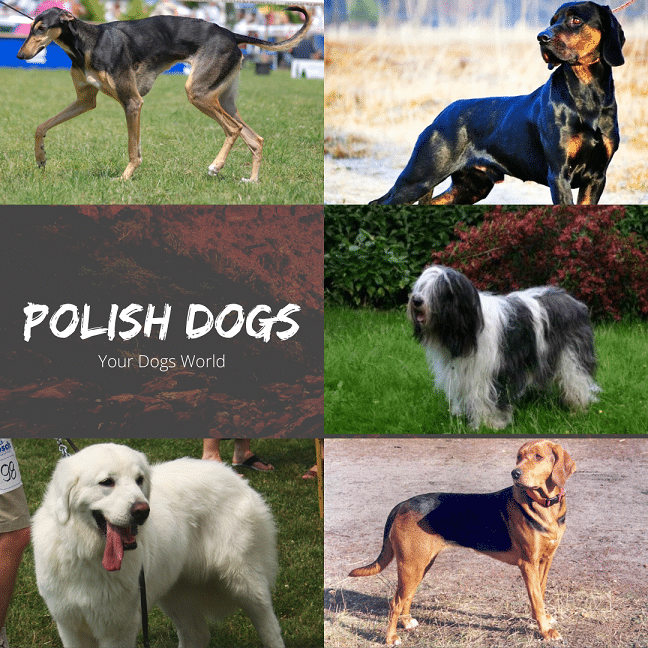 Polish Dogs
