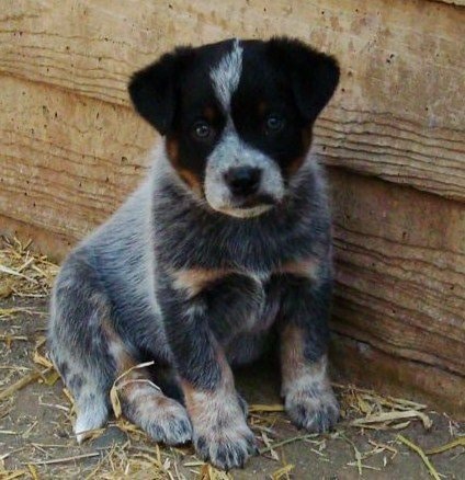 Blue & red Queensland heeler dog and puppies - Your Dogs World