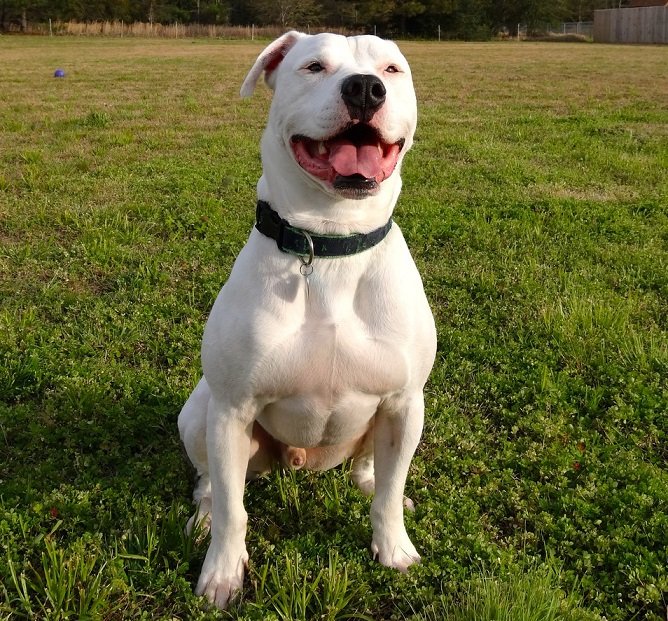 white pitbull