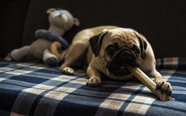 best food for pugs with skin allergies