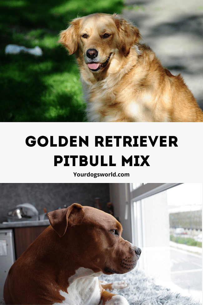 pitbull Golden retriever mix