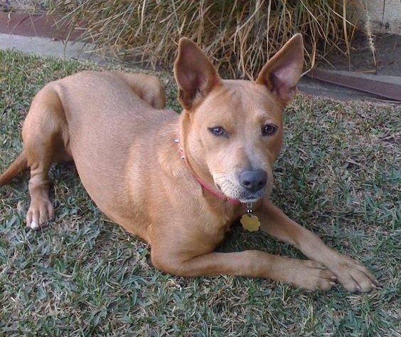 basenji rhodesian ridgeback mix