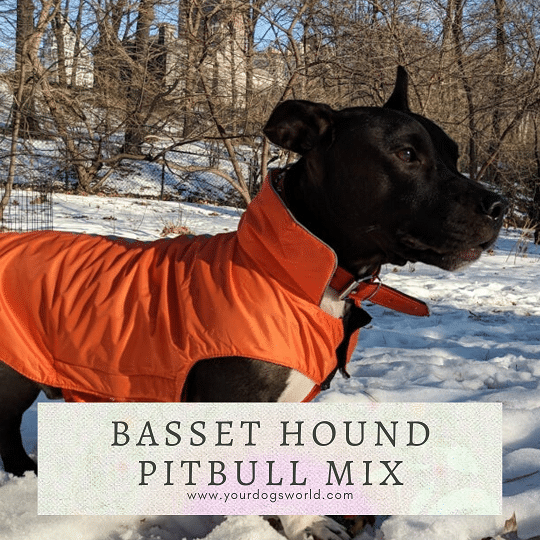 Basset hound pitbull mix