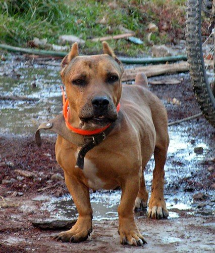 Basset hound pitbull mix