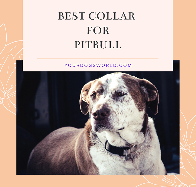 best collar for bully breeds