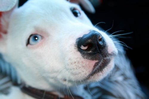 Blue eyed pitbull