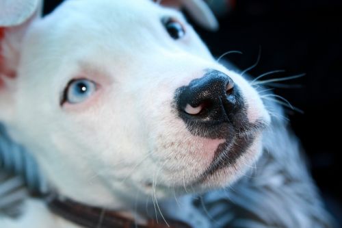 White Black Or Grey Pitbull With Blue Eyes Your Dogs World