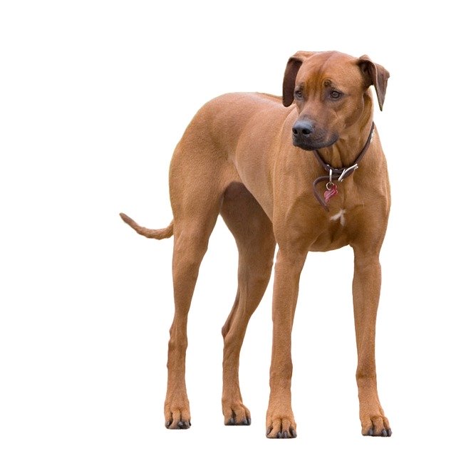 Can a Rhodesian Ridgeback kill a Lion