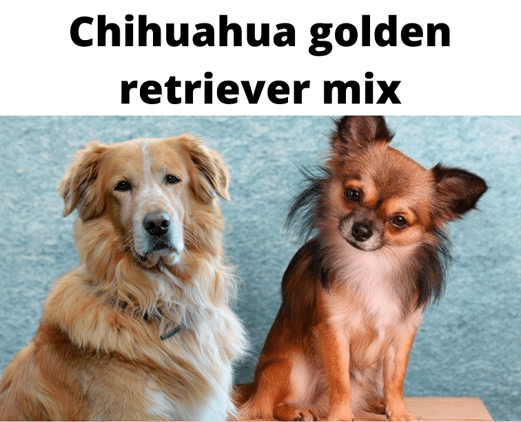 Chihuahua golden mix | Golden chi - Complete - Your