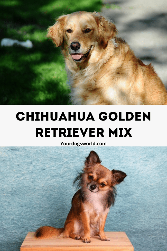 Chihuahua golden retriever mix