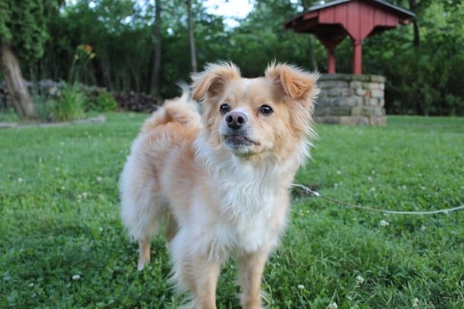 golden retriever chihuahua mix