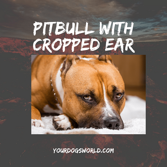 Cropping Pitbull Ears