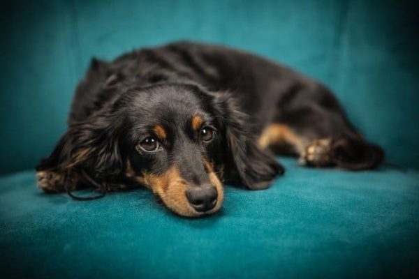 Are Dachshunds Easy or Hard to Train?