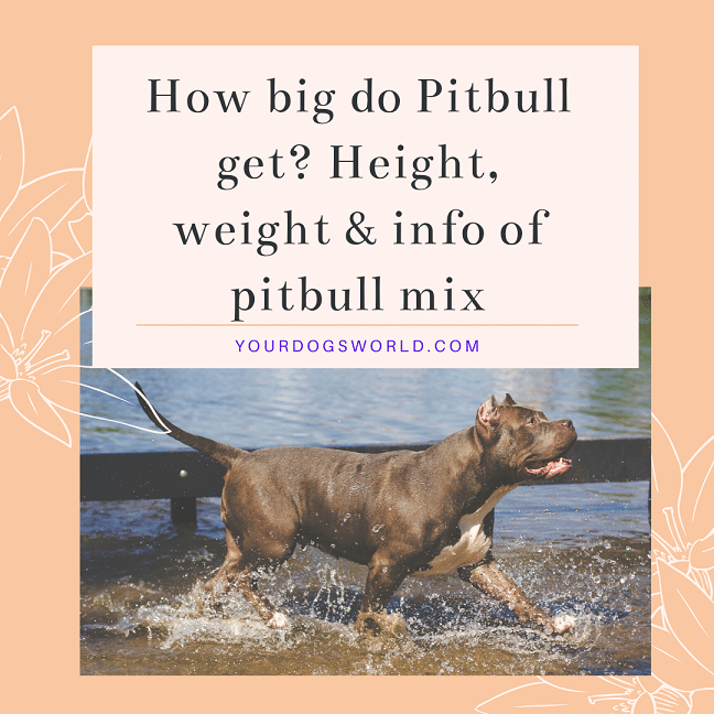 How bug do pitbull get in size