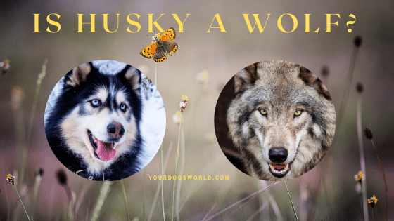 Is husky a wolf?