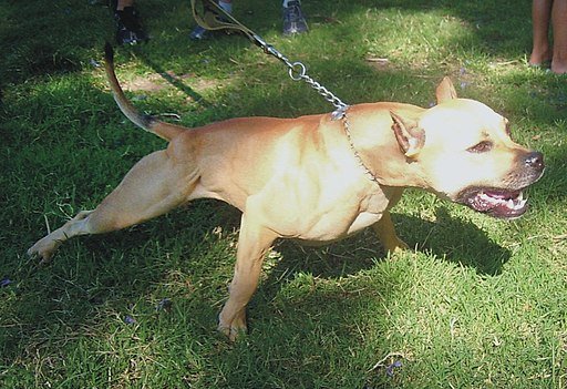 Pitbull with cropped ear